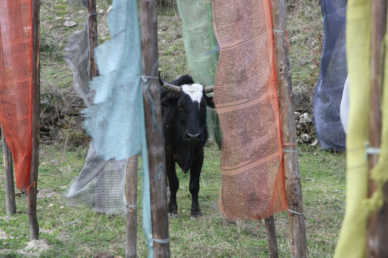 bhutan